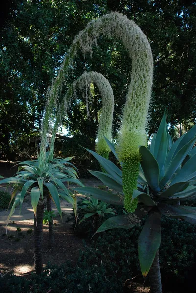 DSC_0070 (Large).JPG